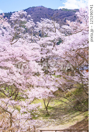 桜満開の高遠城址公園 桜満開の高遠城址公園 125290741