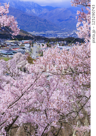 桜満開の高遠城址公園 桜満開の高遠城址公園 125290743