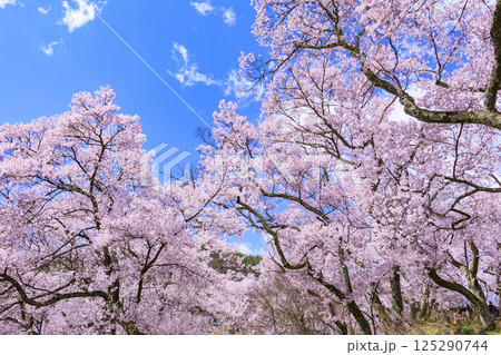 桜満開の高遠城址公園 125290744
