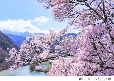 桜満開の高遠城址公園 125290746