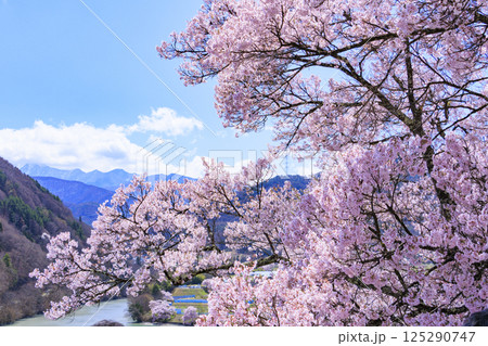 桜満開の高遠城址公園 桜満開の高遠城址公園 125290747