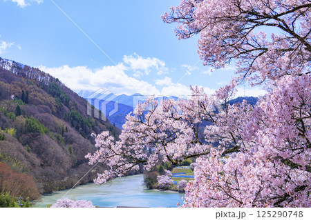 桜満開の高遠城址公園 桜満開の高遠城址公園 125290748