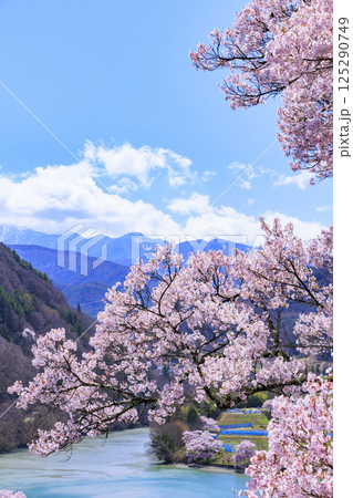桜満開の高遠城址公園 125290749
