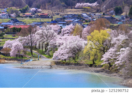 桜満開の高遠城址公園 125290752