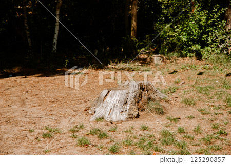 Tranquil forest clearing with tree stump in natural woodland setting. Weekend concept near the forest and lake Tranquil forest clearing with tree stump in natural woodland setting. Weekend concept near the forest and lake 125290857