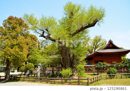 千葉県市原市八幡のパワースポット　飯香岡八幡宮の夫婦銀杏 125290861