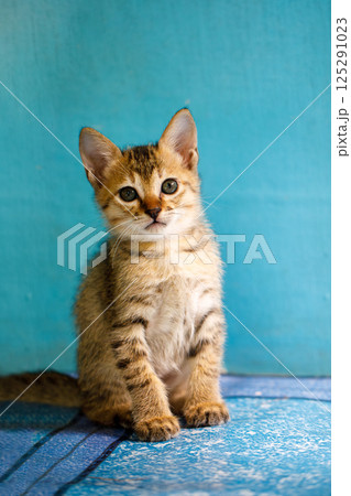 Portrait of a gray striped kitten, he sits and looks at the camera. Portrait of a gray striped kitten, he sits and looks at the camera. 125291023