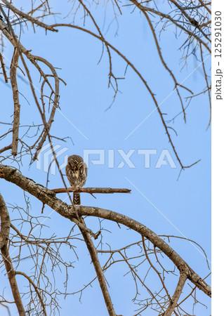Pygmy Owl on a Tree Branch in South Africa 125291030