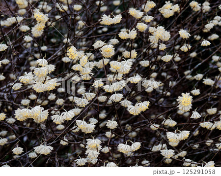 中国、ヒマラヤ原産ジンチョウゲ科ミツマタの花球状の黄色い頭花 125291058
