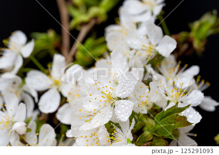 beautiful cherry blossoms close up 125291093