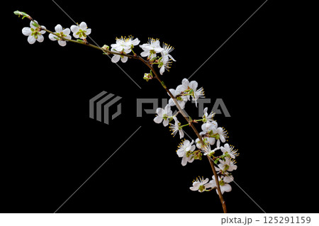 flowering branch 125291159