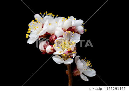 flowering branch flowering branch 125291165