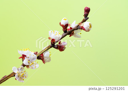 branch with apricot flowers branch with apricot flowers 125291201