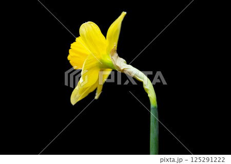 yellow daffodil yellow daffodil 125291222