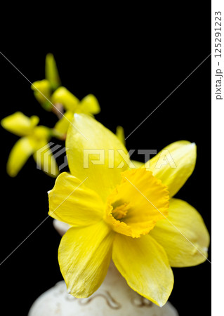 yellow daffodil 125291223