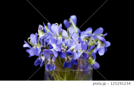 beautiful forest violet 125291234