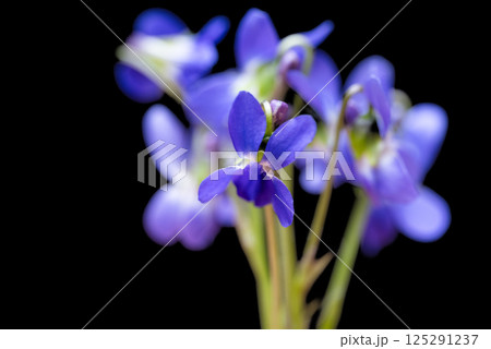beautiful forest violet 125291237