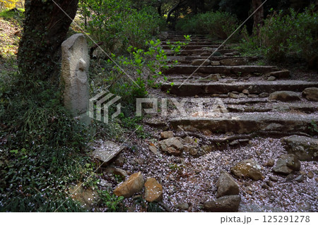 ロマンチック茨城（桜吹雪のなか、雨引観音につづく参道は花道となった。）桜川市、雨引山楽法寺 125291278
