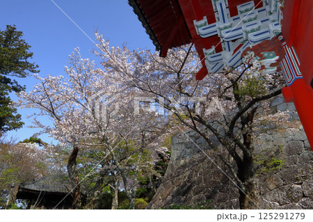 ロマンチック茨城（雨引山薬法寺、仁王門の天上より青空を覆う桜。日差しが心地いい。）桜川市、雨引観音 125291279