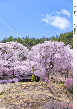 しだれ桜満開の勝間薬師堂 しだれ桜満開の勝間薬師堂 125291319