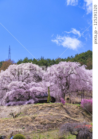しだれ桜満開の勝間薬師堂 125291320