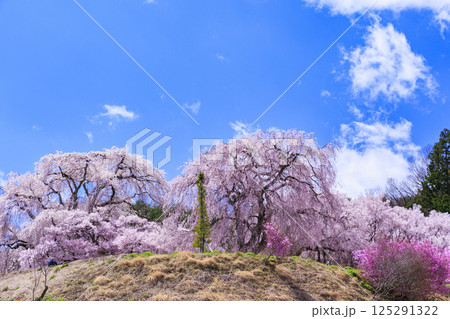しだれ桜満開の勝間薬師堂 しだれ桜満開の勝間薬師堂 125291322