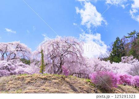 しだれ桜満開の勝間薬師堂 しだれ桜満開の勝間薬師堂 125291323