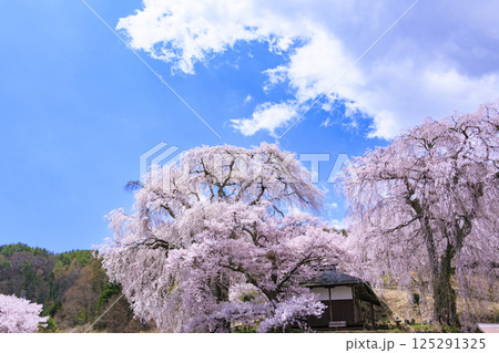しだれ桜満開の勝間薬師堂 しだれ桜満開の勝間薬師堂 125291325