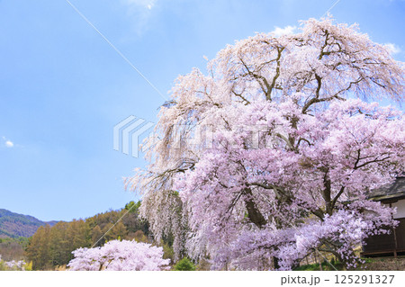 しだれ桜満開の勝間薬師堂 125291327