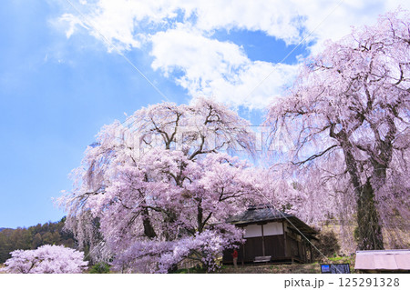 しだれ桜満開の勝間薬師堂 しだれ桜満開の勝間薬師堂 125291328
