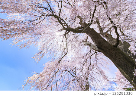 しだれ桜満開の勝間薬師堂 125291330