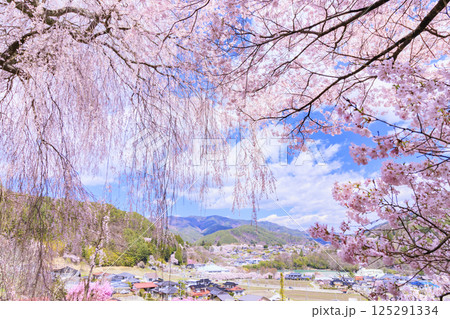 しだれ桜満開の勝間薬師堂 125291334