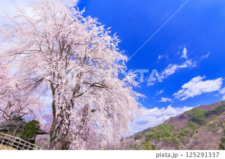 しだれ桜満開の勝間薬師堂 125291337