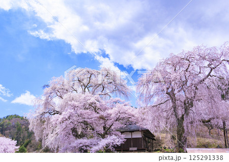 しだれ桜満開の勝間薬師堂 しだれ桜満開の勝間薬師堂 125291338