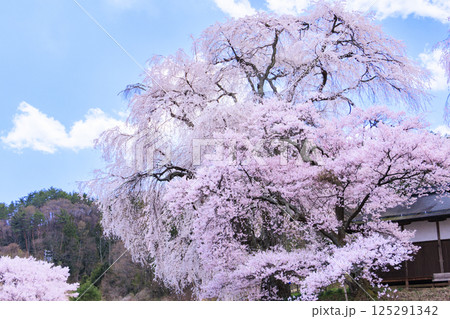 しだれ桜満開の勝間薬師堂 しだれ桜満開の勝間薬師堂 125291342