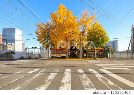 Crosswalk Scene Featuring Autumn Trees and Vibrant Cityscape, Tokyo Dec 7 2024 Crosswalk Scene Featuring Autumn Trees and Vibrant Cityscape, Tokyo Dec 7 2024 125291466