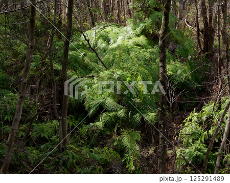 羊歯植物 ウラジロ科ウラジロの群生 125291489