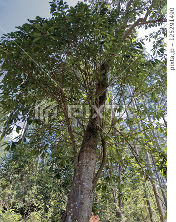 縁起物   ユズリハ科ユズリハの巨木 125291490