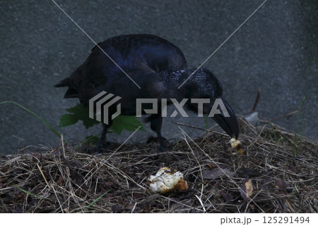 食料を確保中する頭部換羽中のハシブトガラス（東京都北区） 125291494