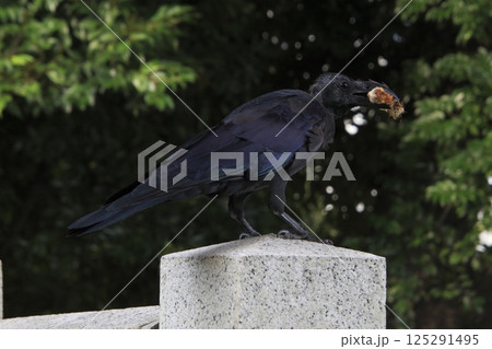 食料を確保中する頭部換羽中のハシブトガラス（東京都北区） 125291495