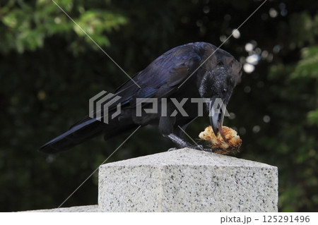 食料を確保中する頭部換羽中のハシブトガラス(東京都北区) 食料を確保中する頭部換羽中のハシブトガラス(東京都北区) 125291496
