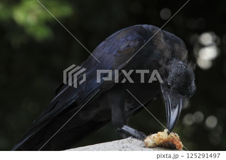 食料を確保中する頭部換羽中のハシブトガラス（東京都北区） 125291497