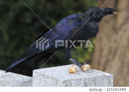食料を確保中する頭部換羽中のハシブトガラス（東京都北区） 125291499