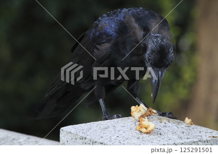食料を確保中する頭部換羽中のハシブトガラス（東京都北区） 125291501