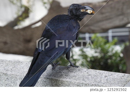 食料を確保中する頭部換羽中のハシブトガラス（東京都北区） 125291502