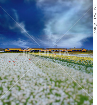 A train passes by blooming fields in the Netherlands. Beautiful tulip fields in spring A train passes by blooming fields in the Netherlands. Beautiful tulip fields in spring 125291530