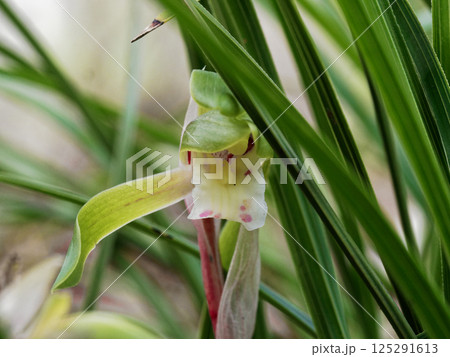 ラン科の山野草シュンランの開花 125291613
