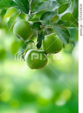 Close-up of apple tree branch with three green apples against blurry background. Bokeh effect 125291620