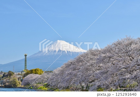 桜満開の龍巌淵　静岡 125291640