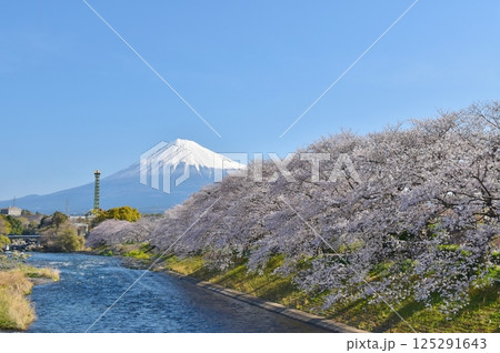 桜満開の龍巌淵 静岡 桜満開の龍巌淵 静岡 125291643